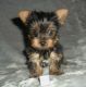 Yorkshire Terrier Puppies for sale in Auburn, IN 46706, USA. price: NA