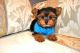 Yorkshire Terrier Puppies for sale in Clayton, DE, USA. price: NA