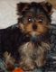 Yorkshire Terrier Puppies for sale in Texas, USA. price: NA