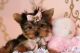 Yorkshire Terrier Puppies for sale in Oakland Park, FL, USA. price: $1,500