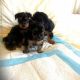 Yorkshire Terrier Puppies for sale in Hampton, VA, USA. price: NA