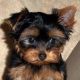 Yorkshire Terrier Puppies for sale in West Covina, CA, USA. price: NA