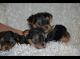 Yorkshire Terrier Puppies for sale in Fremont, CA, USA. price: NA