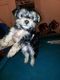 Yorkshire Terrier Puppies for sale in Arapahoe, WY, USA. price: NA