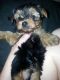 Yorkshire Terrier Puppies for sale in Alexandria Bay, NY, USA. price: NA