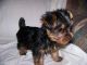 Yorkshire Terrier Puppies for sale in Grand Island, NY, USA. price: NA