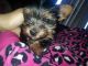 Yorkshire Terrier Puppies for sale in Alexandria, IN 46001, USA. price: NA