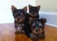 Yorkshire Terrier Puppies for sale in Springfield, IL, USA. price: NA
