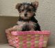 Yorkshire Terrier Puppies for sale in Statesville, NC, USA. price: NA