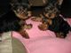 Yorkshire Terrier Puppies for sale in Concord, CA, USA. price: $320