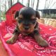 Yorkshire Terrier Puppies for sale in Morgantown, KY 42261, USA. price: NA