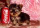Yorkshire Terrier Puppies for sale in Garner, IA 50438, USA. price: NA