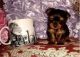 Yorkshire Terrier Puppies for sale in Phoenixville, PA 19460, USA. price: NA