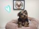 Yorkshire Terrier Puppies for sale in Fullerton, CA, USA. price: NA
