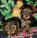 Yorkshire Terrier Puppies for sale in Claxton, GA 30417, USA. price: NA