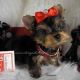 Yorkshire Terrier Puppies for sale in Bevinsville, KY 41606, USA. price: NA