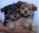 Yorkshire Terrier Puppies for sale in Pueblo, CO, USA. price: NA