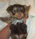 Yorkshire Terrier Puppies for sale in Hoboken, NJ, USA. price: NA