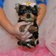 Yorkshire Terrier Puppies for sale in Thornton, CO, USA. price: NA