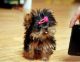 Yorkshire Terrier Puppies for sale in Amarillo, TX, USA. price: NA
