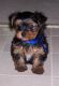 Yorkshire Terrier Puppies for sale in Sumter, SC, USA. price: NA