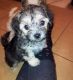 Yorkshire Terrier Puppies for sale in Cody, WY 82414, USA. price: NA