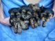 Yorkshire Terrier Puppies for sale in Georgia, USA. price: $600