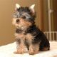 Yorkshire Terrier Puppies for sale in Irvine, CA, USA. price: NA