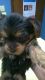 Yorkshire Terrier Puppies for sale in Greeneville, TN, USA. price: NA