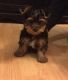 Yorkshire Terrier Puppies for sale in Autaugaville, AL, USA. price: NA