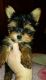 Yorkshire Terrier Puppies for sale in Bauxite, AR, USA. price: NA