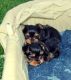 Yorkshire Terrier Puppies for sale in Acton, ME, USA. price: NA