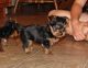 Yorkshire Terrier Puppies for sale in Arlington, IN, USA. price: NA