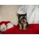 Yorkshire Terrier Puppies for sale in Elizabeth, NJ, USA. price: $320