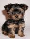 Yorkshire Terrier Puppies for sale in Waterbury, CT, USA. price: $300