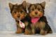 Yorkshire Terrier Puppies for sale in Wytheville, VA 24382, USA. price: NA