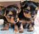 Yorkshire Terrier Puppies for sale in Matawan, NJ 07747, USA. price: NA