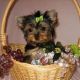 Yorkshire Terrier Puppies for sale in La Plata, MD 20646, USA. price: NA