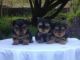 Yorkshire Terrier Puppies for sale in Concord, CA, USA. price: $200