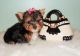Yorkshire Terrier Puppies for sale in Bass, AR 72655, USA. price: $400