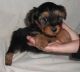 Yorkshire Terrier Puppies for sale in Brevig Mission, AK, USA. price: NA