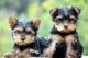 Yorkshire Terrier Puppies for sale in Delaware City, DE, USA. price: NA