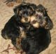 Yorkshire Terrier Puppies for sale in Gilbert, AZ, USA. price: $200