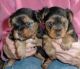 Yorkshire Terrier Puppies for sale in Holualoa, HI, USA. price: NA