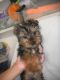 Yorkshire Terrier Puppies for sale in Gilroy, CA 95020, USA. price: $450