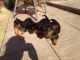 Yorkshire Terrier Puppies for sale in Ellendale, DE 19941, USA. price: NA