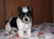 Yorkshire Terrier Puppies for sale in Fort Collins, CO, USA. price: $200