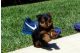 Yorkshire Terrier Puppies for sale in Everett, WA, USA. price: NA
