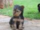 Yorkshire Terrier Puppies for sale in Elizabeth, NJ, USA. price: $400