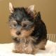Yorkshire Terrier Puppies for sale in Elk Grove, CA, USA. price: NA